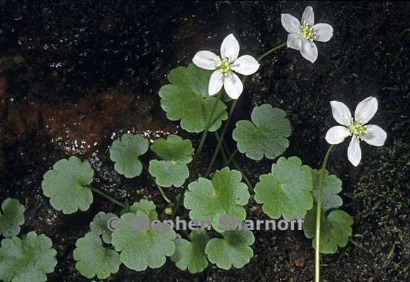 ranunculus hystriculus 3 graphic